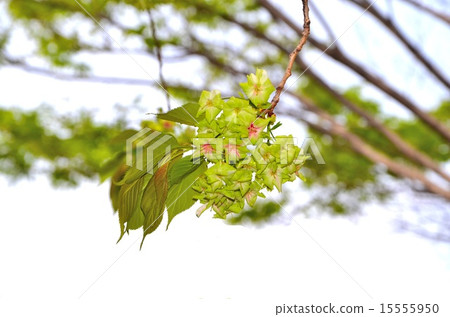 櫻桃品種：杏子 15555950