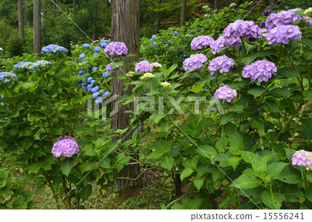 繡球花的繡球花 15556241