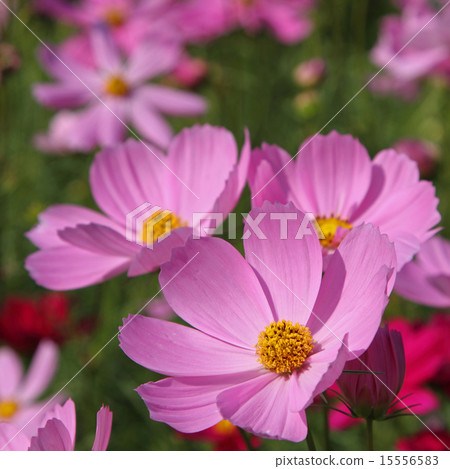Pink cosmos flowers Pink cosmos flowers 15556583