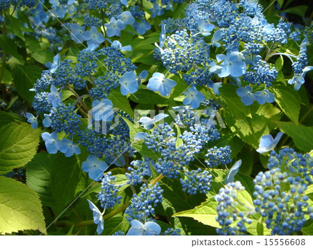 繡球花 15556608