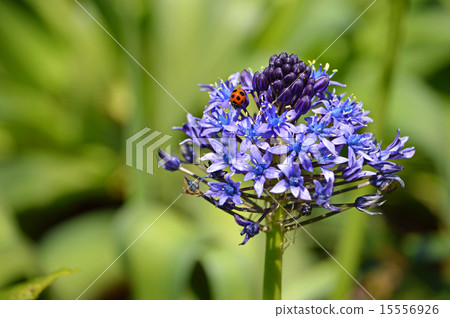 Otetsubo(Schiller Perubiana) Otetsubo(Schiller Perubiana) 15556926