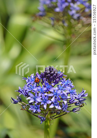 Otetsubo（Schiller Perubiana） 15556927