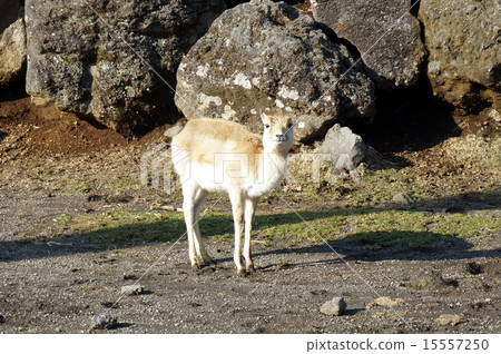 A deer 15557250