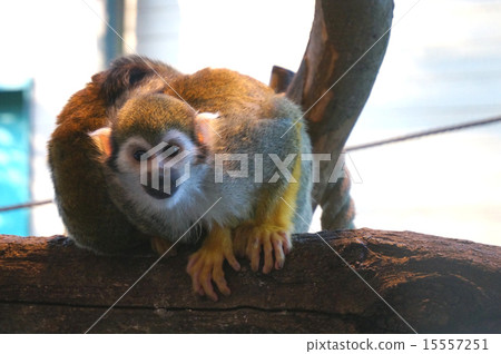 Squirrel monkey 15557251