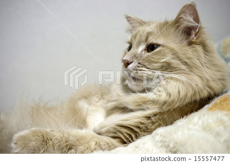 Cat Maine Coon Cat Maine Coon 15557477