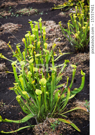 圖庫照片: green carnivorous plant