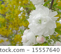 櫻桃樹 15557640