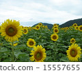 Sunflower field 15557655