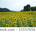 Sunflower field 15557656