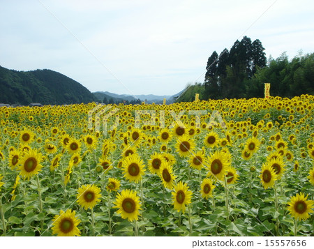 Sunflower field Sunflower field 15557656