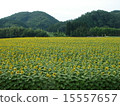 Sunflower field 15557657