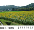 Sunflower field 15557658