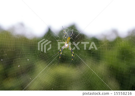 Joro蜘蛛 15558216