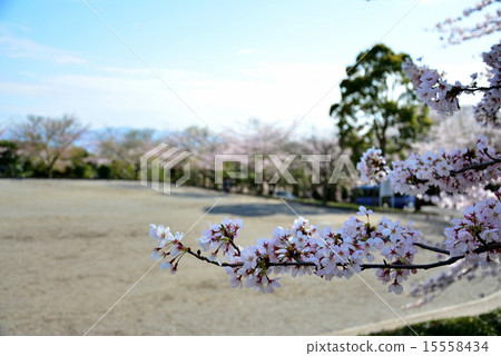 Aitaka廣域公園的櫻花 15558434
