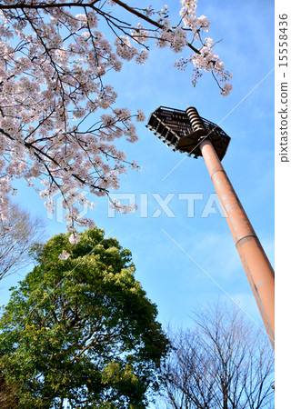 Aitaka廣域公園的櫻花 15558436