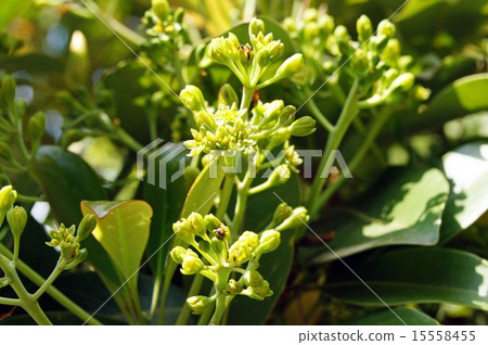 黑松 黑松 15558455