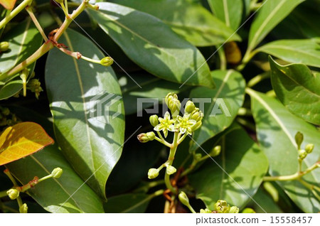 黑松 黑松 15558457