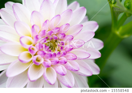 Dahlia variety (Margaret) Dahlia variety (Margaret) 15558548
