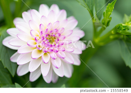 Dahlia variety (Margaret) Dahlia variety (Margaret) 15558549