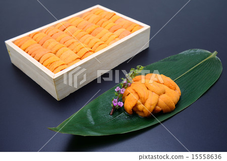 海膽 海膽 15558636