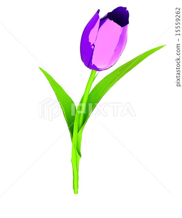 Tulip flower - Stock Illustration [15559262] - PIXTA