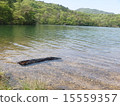 Lake and driftwood 15559357