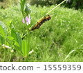 Spring insects 15559359