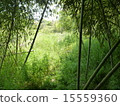 Bamboo grass 15559360