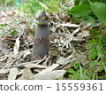 bambooshoot  15559361
