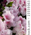 Azalea 15559363