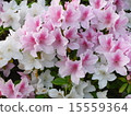 Azalea 15559364