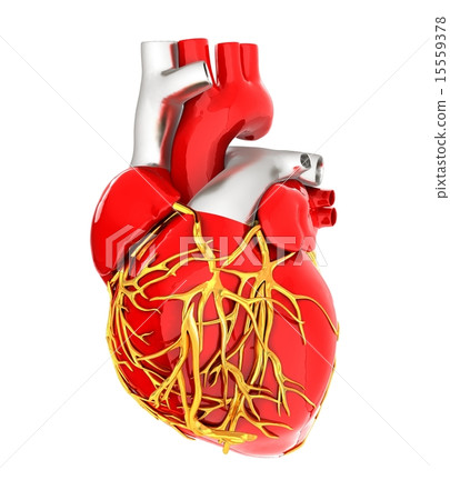 Human heart Human heart 15559378
