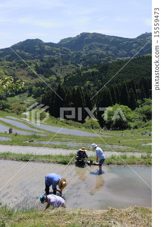 Rice planting Rice planting 15559473