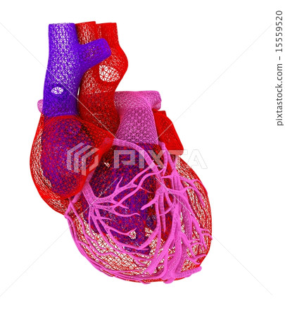 Human heart 15559520
