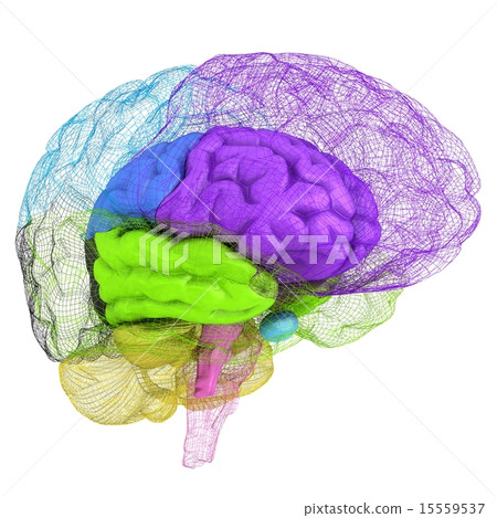 Creative concept of the human brain Creative concept of the human brain 15559537