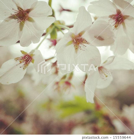 Cherry Blossom Cherry Blossom 15559644