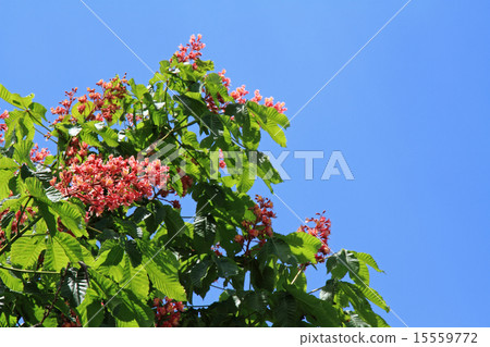 Safflower chestnut 15559772