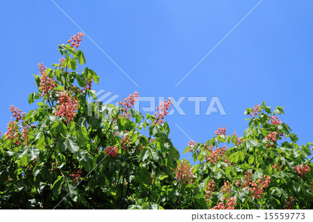 紅花栗子 15559773