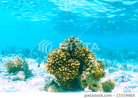 Coral reef at Maldives 15559989