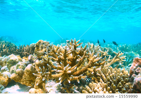 Coral reef at Maldives 15559990