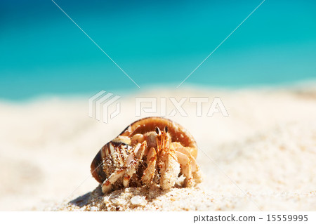 Hermit crab at beach 15559995