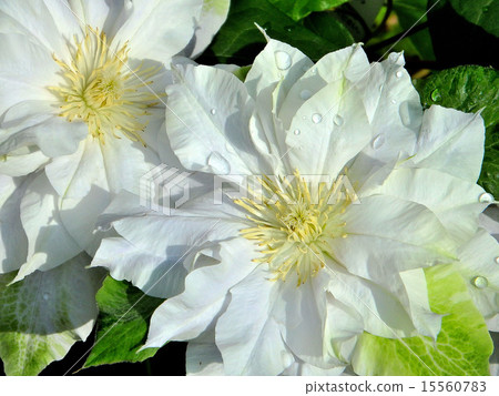 Clematis Clematis 15560783
