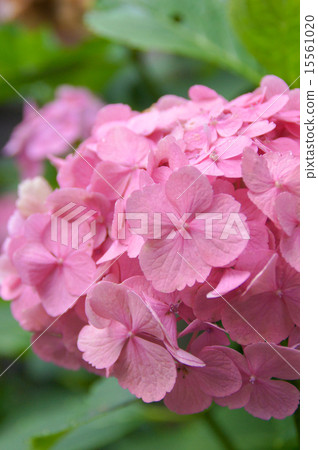 hydrangea   15561020