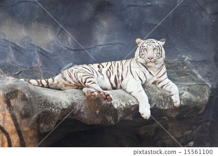 White tiger on a rock in zoo White tiger on a rock in zoo 15561100