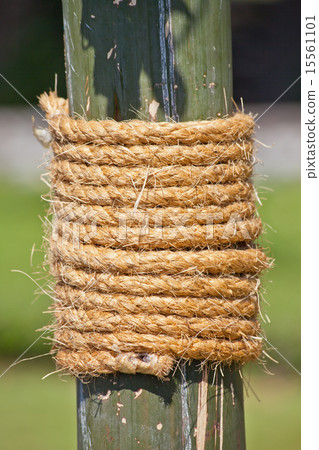 Large rope on bamboo tree Large rope on bamboo tree 15561101