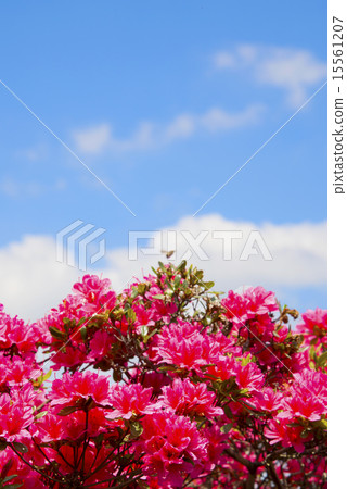 Azalea and the sky 15561207