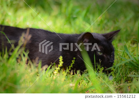 Black cat  15561212