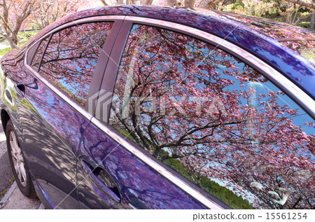 Cherry tree and car 15561254