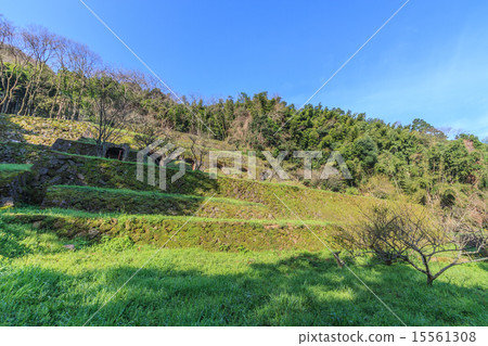 春天，Iwami Ginzan的Shimizuya冶煉廠的痕跡 15561308