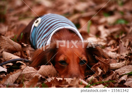 Kanyahen達克斯獵犬葉子 15561342